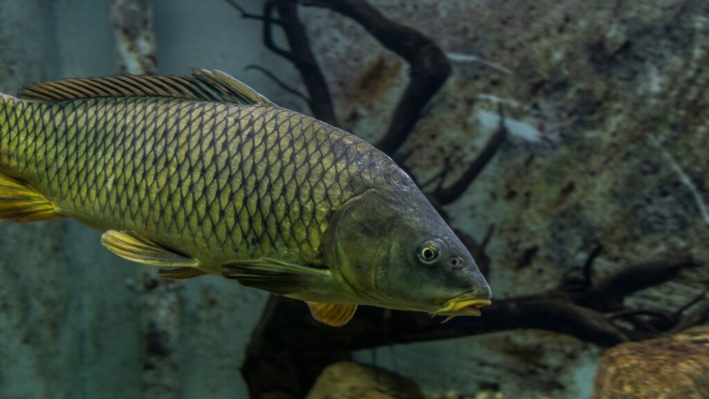 carpas en otoño en carpfishing