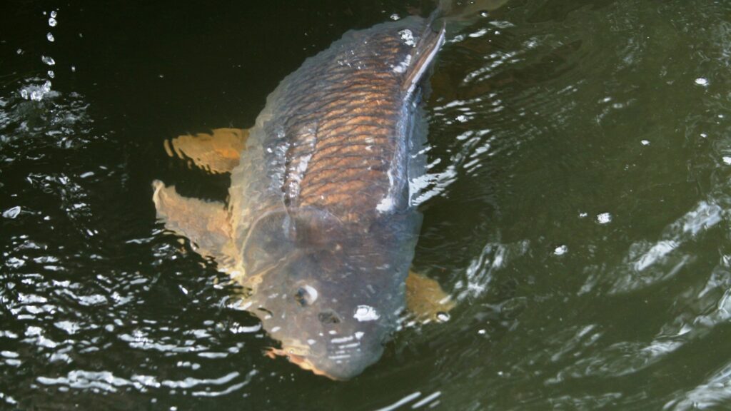 carpfishing en España